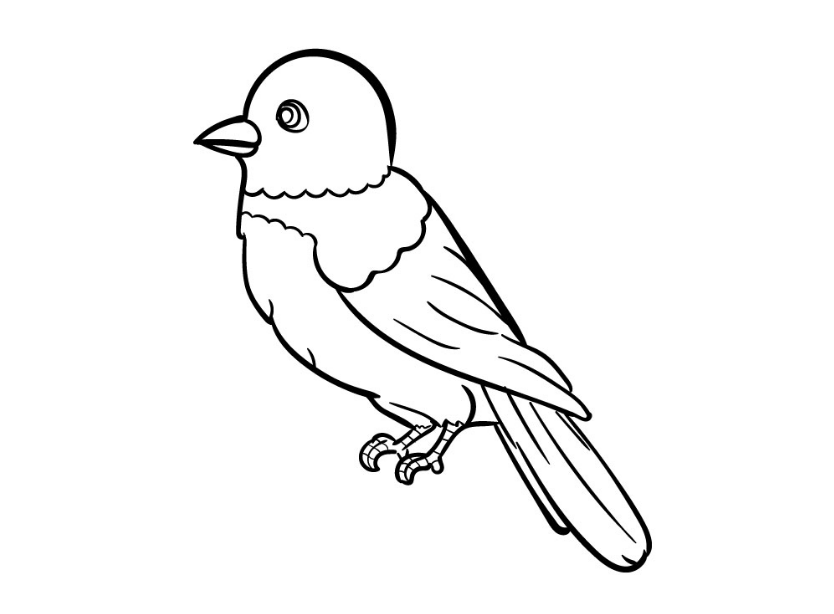 Bird drawing tutorial