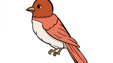 Bird drawing tutorial